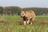 BOUVIER DES ARDENNES 101